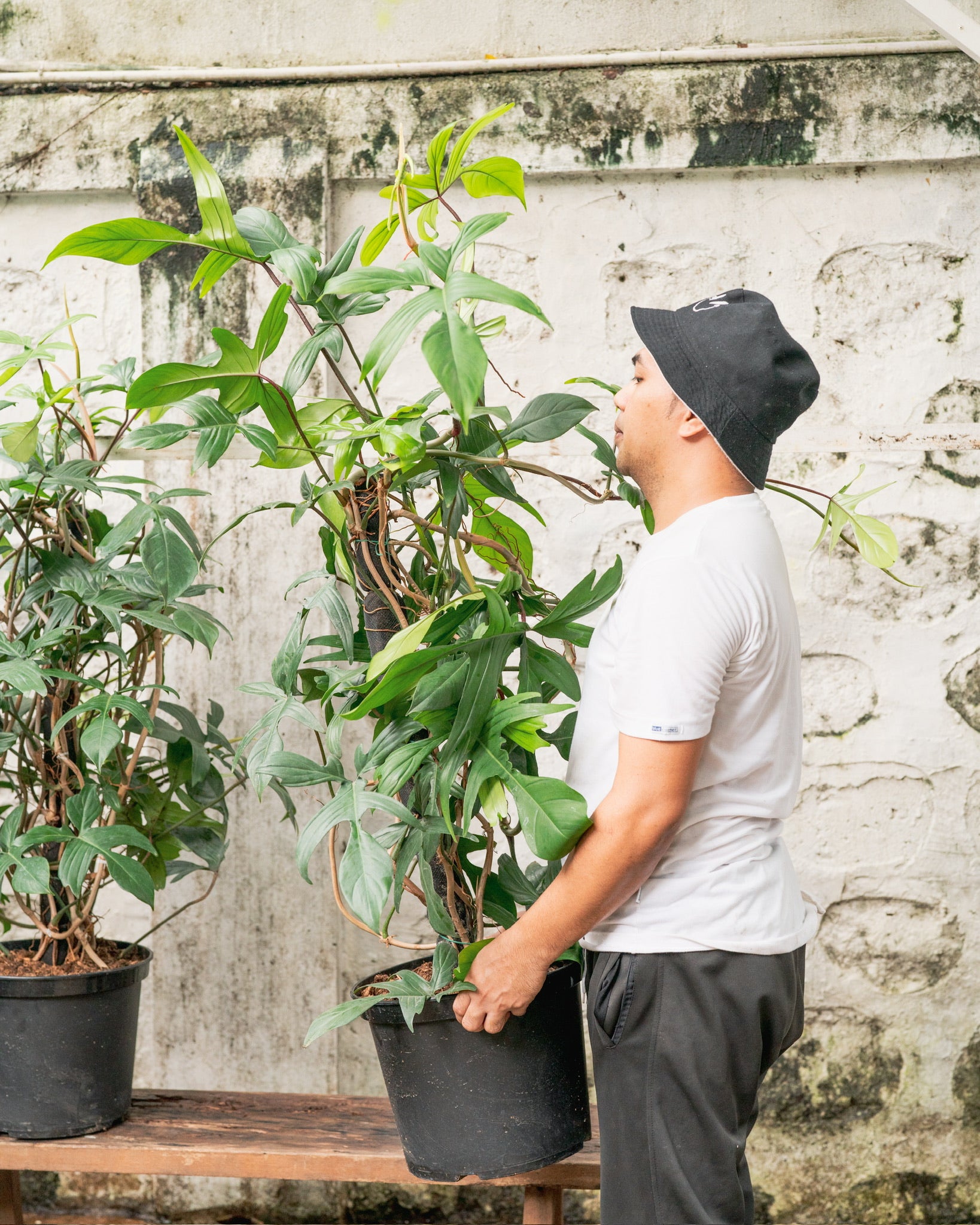 philodendron rudolph Philodendron Rudolph – Shopleaf Plant Studio