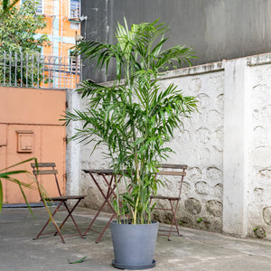 Bamboo Palm (L2) in Nursery Pot