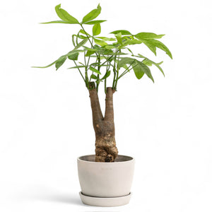 Bonsai Money Plant (M1) in Ecopots