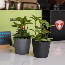 Load image into Gallery viewer, Peperomia puteolata (S) in Ecopots