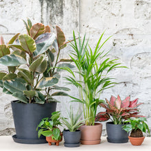 Load image into Gallery viewer, Aglaonema Red Valentine (S) in Ecopots