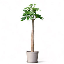 Load image into Gallery viewer, Bonsai Money Tree (L) in Ecopots