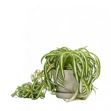 Load image into Gallery viewer, Curly Spider Plant (M) in Ecopots
