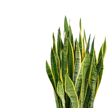 Load image into Gallery viewer, Yellow Snake Plant (XL)