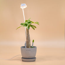 将图片加载到图库查看器，Sansi Pot Clip LED Grow Light 5 Watts With Timer