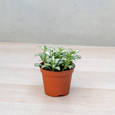 Fittonia Snow Anne (S) in Nursery Pot