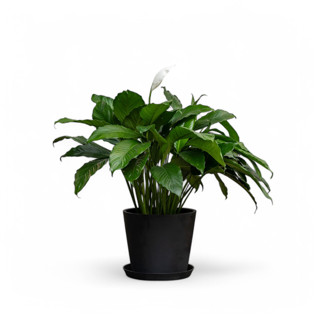 xl peace lily Peace Lily (XL) in Nursery Pot – Shopleaf Plant Studio