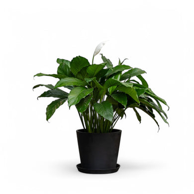 Peace Lily (XL) in Ecopots