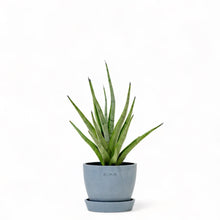 Load image into Gallery viewer, Sansevieria Tom Gracilis in Ecopots