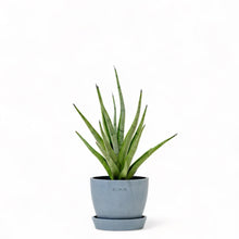 Load image into Gallery viewer, Sansevieria Tom Gracilis in Nursery Pot