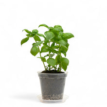 Load image into Gallery viewer, Basil Kitchen Set in Clear Pot