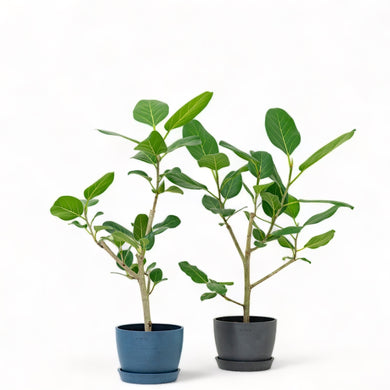 Ficus Audrey (M1) in Ecopots