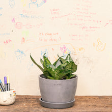 Load image into Gallery viewer, 3in1 Green Dwarf Sansevieria in Ecopots