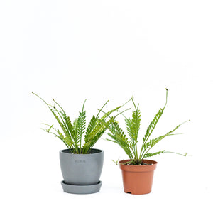 Kenzoi Fern (S) in Nursery Pot