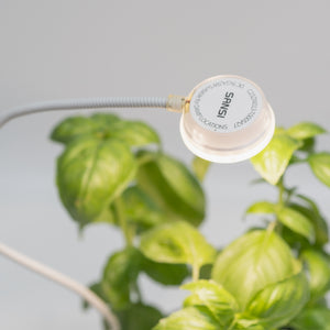 Basil Kitchen Set in Clear Pot