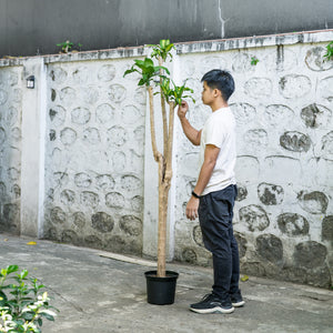 Fortune Plant (XL2) in Nursery Pot