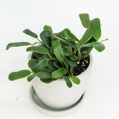 Hoya rotundifolia in Nursery Pot