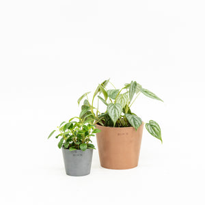 Peperomia glabella (S) in Ecopots