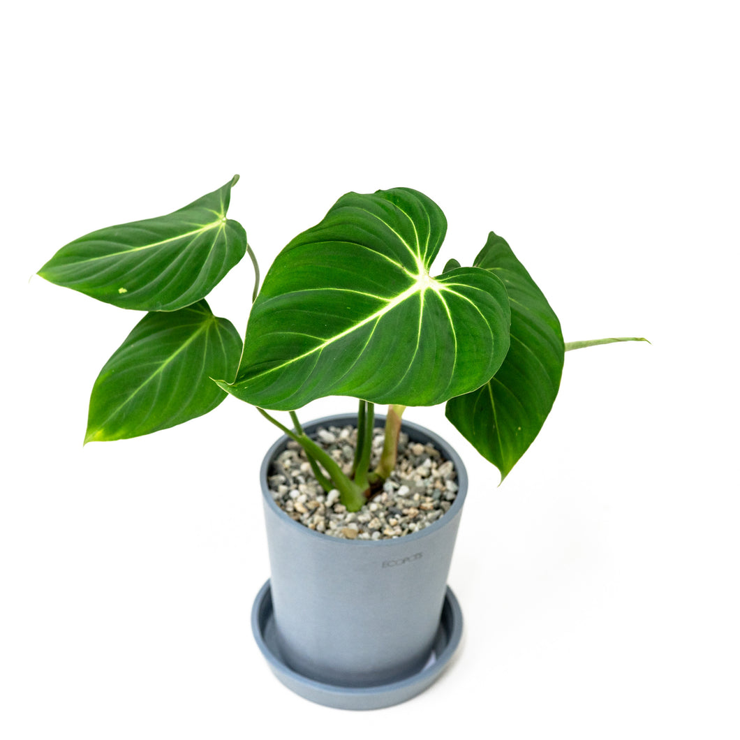 Philodendron gloriosum