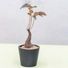 将图片加载到图库查看器，Phyllanthus mirabilis in Ecopots