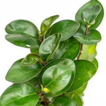 Load image into Gallery viewer, Peperomia Red Margin (M) in Ecopots