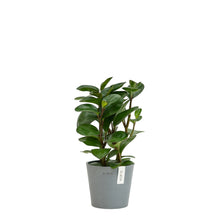 Load image into Gallery viewer, Peperomia Red Margin (M) in Ecopots