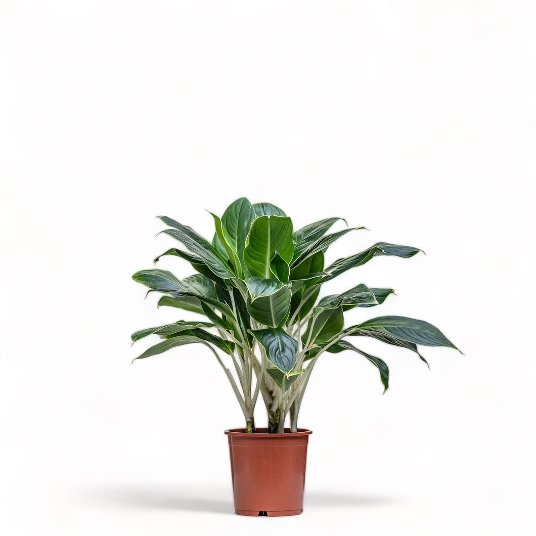 aglaonema white edge Aglaonema White Edge (M) in Nursery Pot – Shopleaf Plant Studio