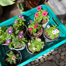 Load image into Gallery viewer, Vinca (S) in Nursery Pot
