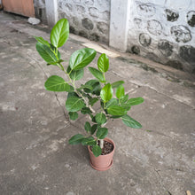Load image into Gallery viewer, Ficus Audrey (M1) in Nursery Pot
