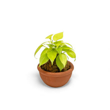 Load image into Gallery viewer, Neon Heartleaf Kokedama