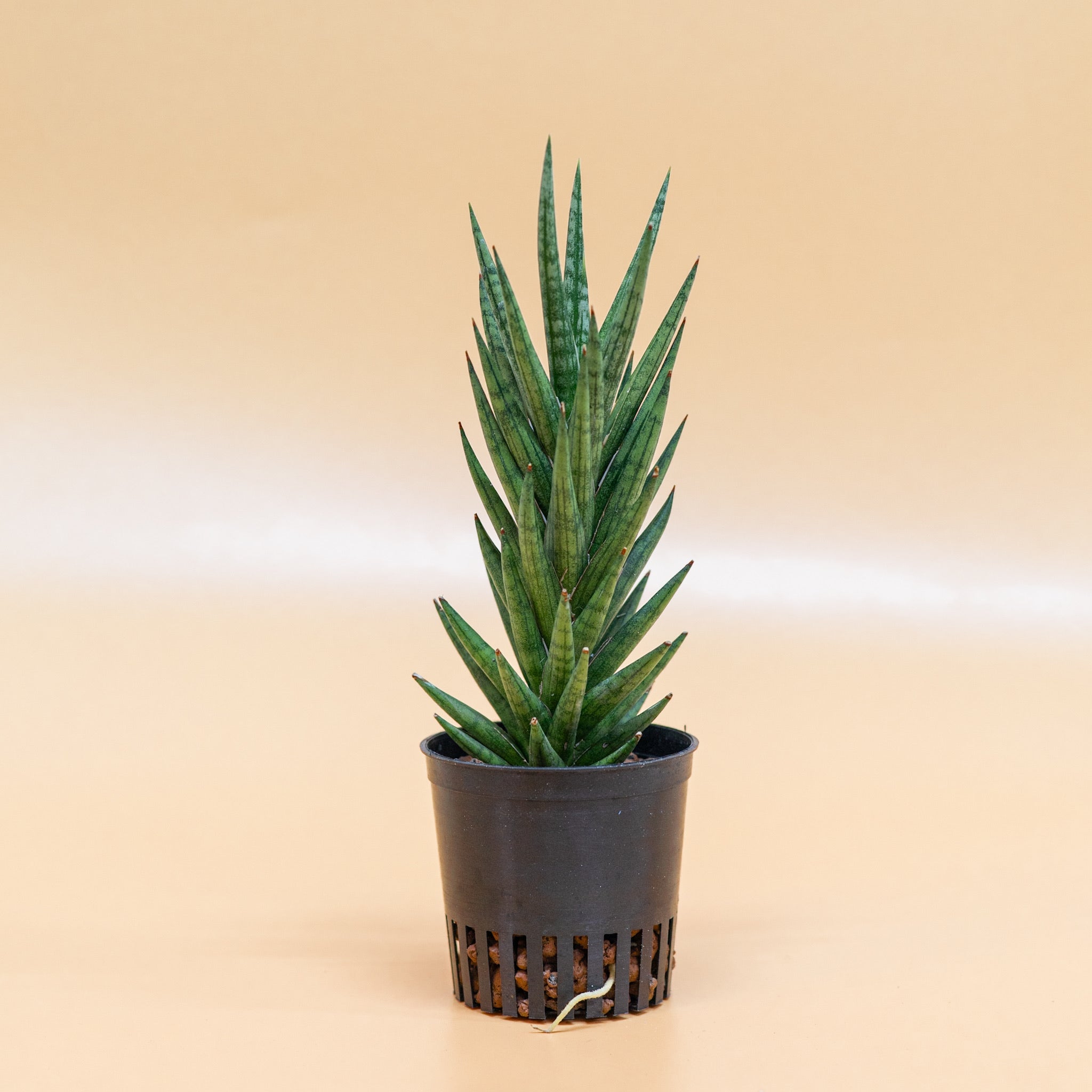 francisii sansevieria Sansevieria francisii in LECA