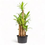 Fortune Plant (XL1) in Nursery Pot