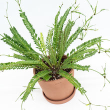 Load image into Gallery viewer, Kenzoi Fern (L) in Ecopots