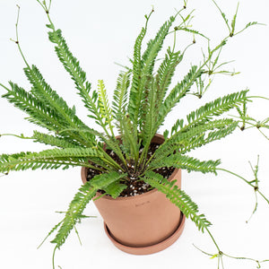 Kenzoi Fern (L) in Ecopots
