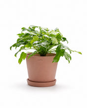 Load image into Gallery viewer, Variegated Philodendron Xanadu (S) in Ecopots