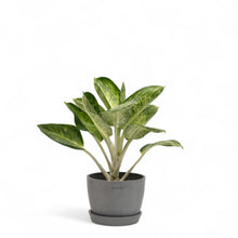 将图片加载到图库查看器，Aglaonema Green Bowl (S) in Ecopots