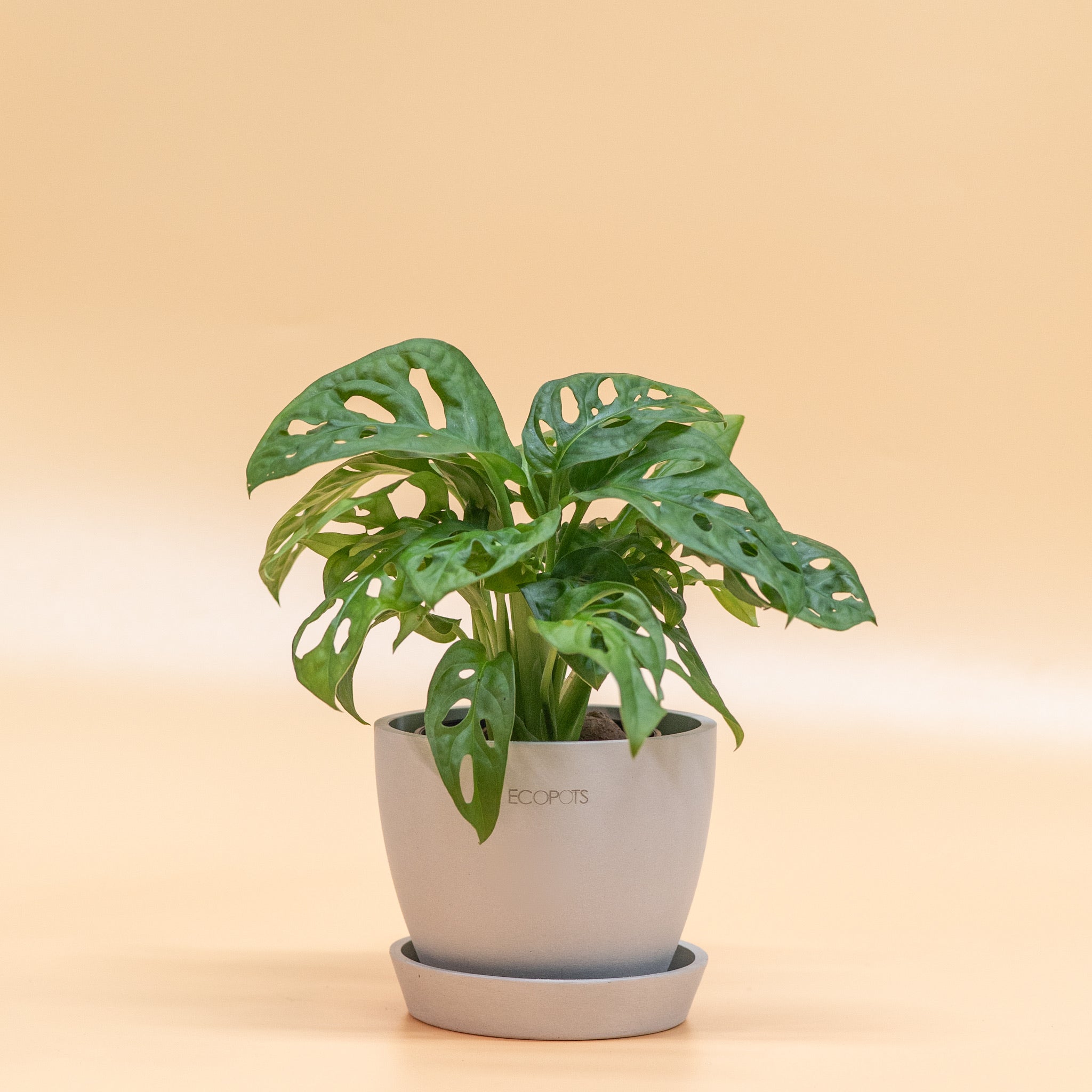 swiss cheese plant in leca Monstera adansonii in LECA