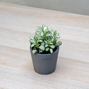 Fittonia Snow Anne (S) in Ecopots