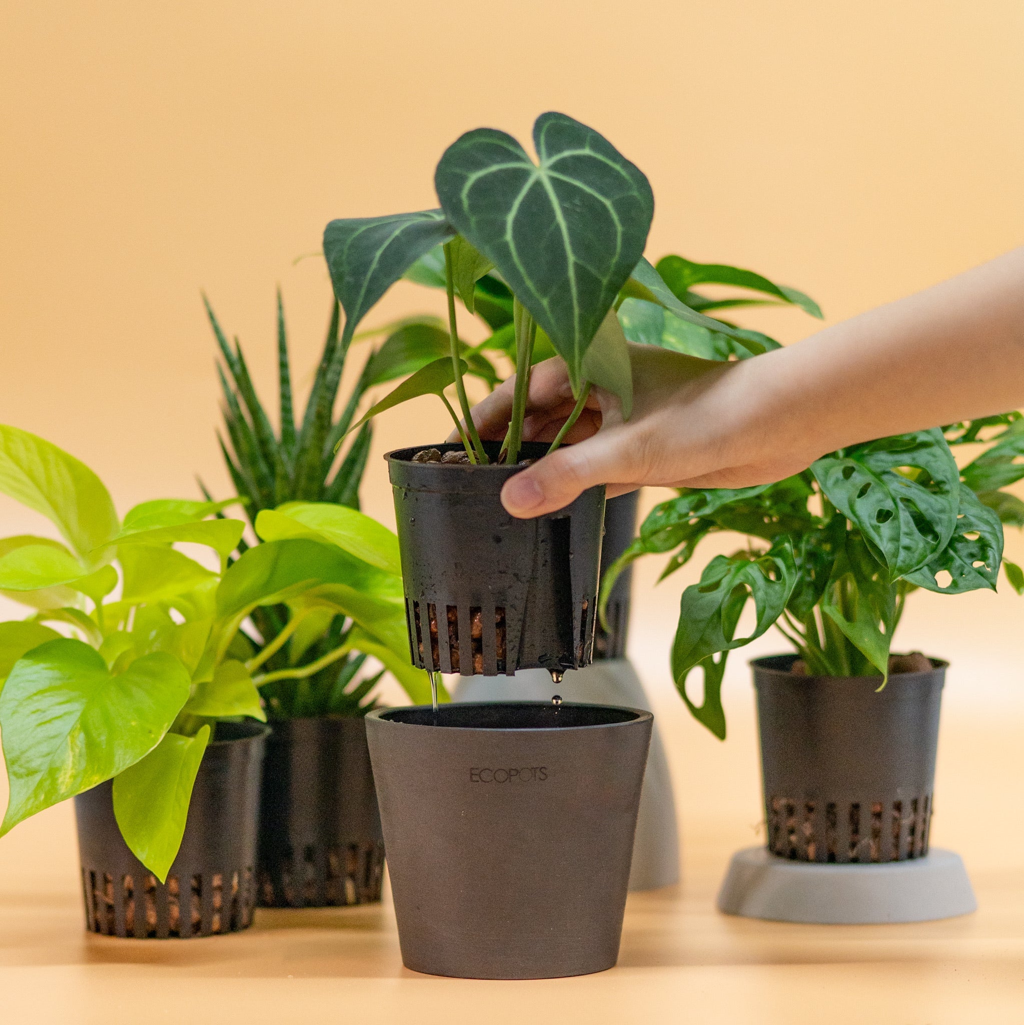 pothos in leca Neon Pothos in LECA