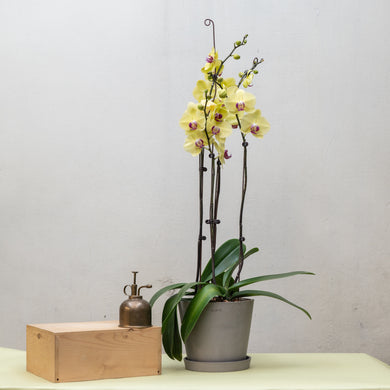 Yellow Orchid (L) in Ecopots