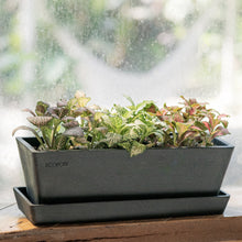 Load image into Gallery viewer, Fittonia Party in Ecopots