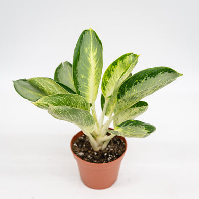 Aglaonema Green Bowl (S) in Nursery Pot