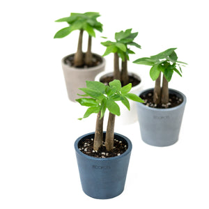 2in1 Bonsai Money Plant (XXS) in Ecopots