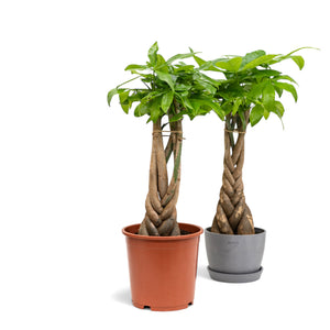 Braided Money Plant (M1) in Nursery Pot