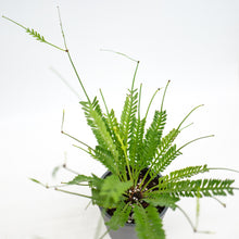Load image into Gallery viewer, Kenzoi Fern (M) in Nursery Pot