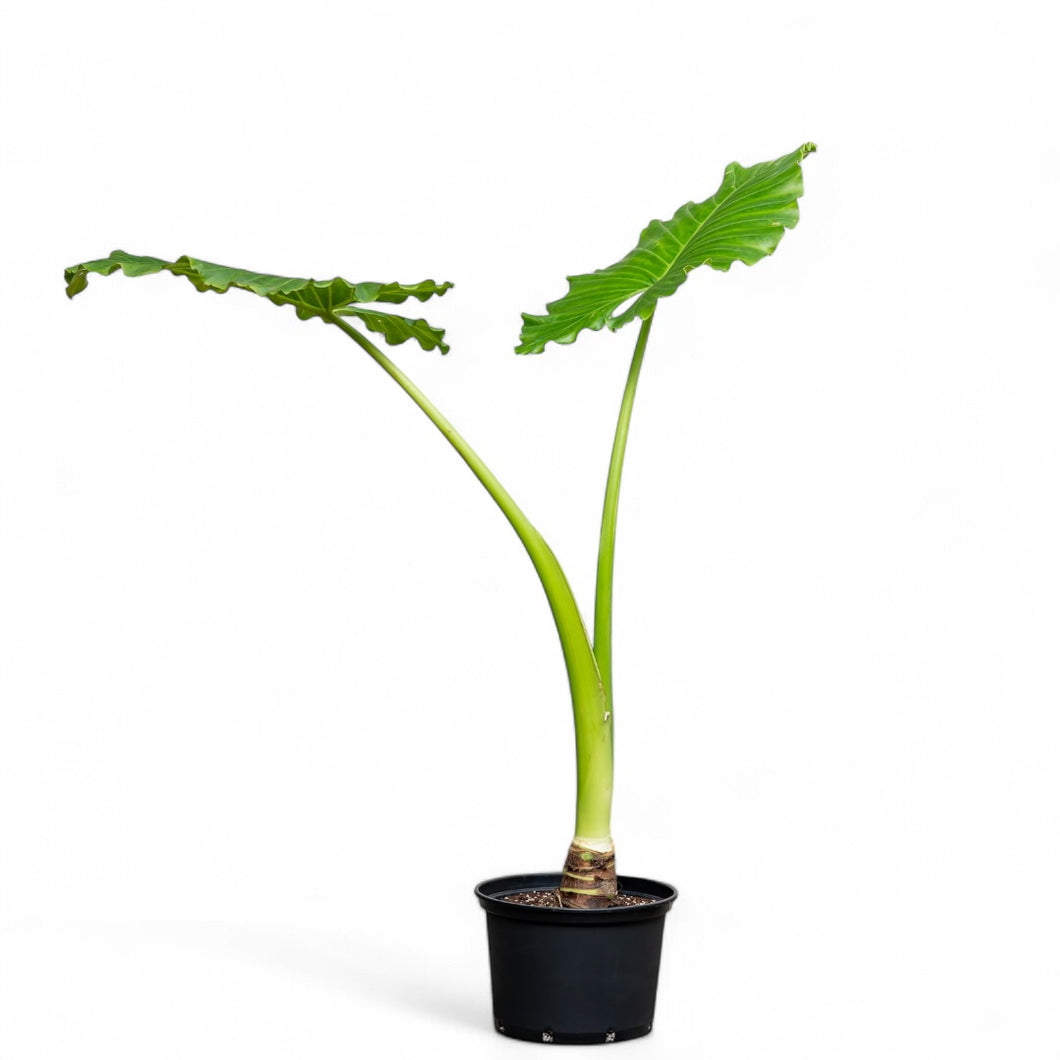 Elephant Ear (L) in Nursery Pot