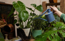 Load image into Gallery viewer, Haws The Fazeley Flow Bluebell Meadow 1 Liter Indoor Watering Can