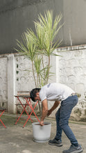 将图片加载到图库查看器，Dracaena Marginata ‘White’ in Nursery Pot