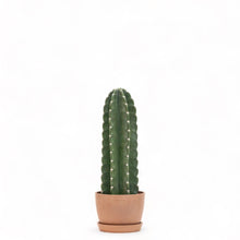 将图片加载到图库查看器，Peruvian Cactus (S) in Ecopots
