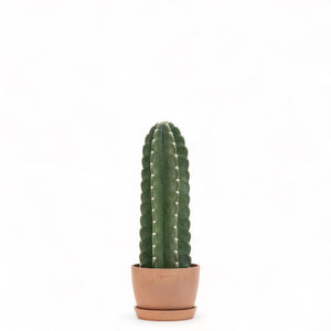 Peruvian Cactus (S) in Ecopots
